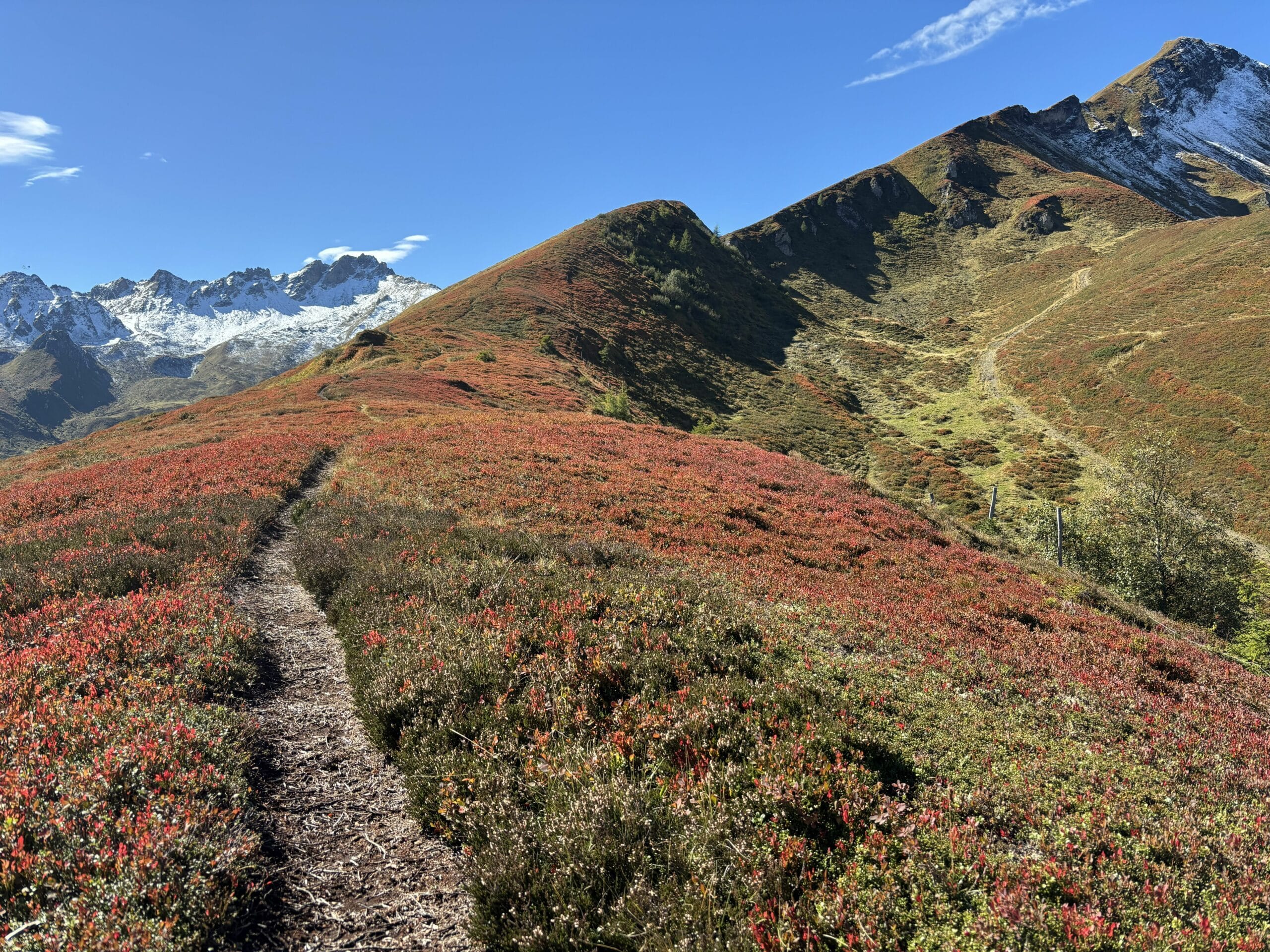 Schmaler Bergpfad führt durch rötliche Heide über einen Rücken; dahinter liegen schneebedeckte Gipfel und ein sonniger Hang unter blauem Himmel.